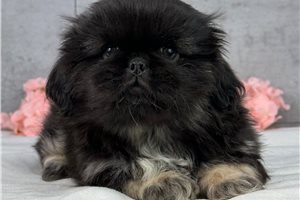 Christian - puppy for sale