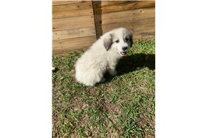 Lucille - Great Pyrenees for sale