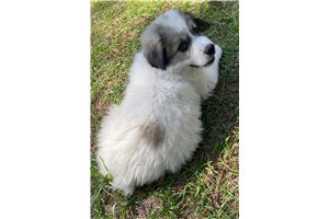 Lamont - Great Pyrenees for sale