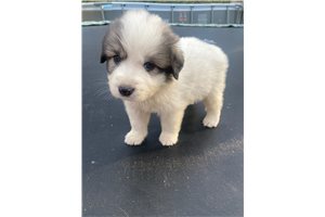 Luke - Great Pyrenees for sale