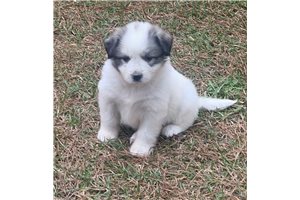 Avea - Great Pyrenees for sale