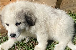 Lola - Great Pyrenees for sale