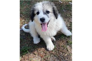 Luna - Great Pyrenees for sale