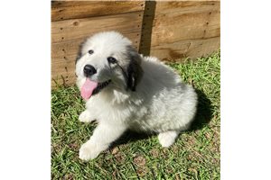 Lizzy - Great Pyrenees for sale