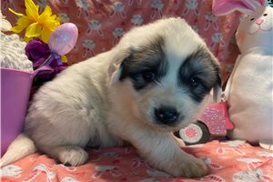 Veronica - Great Pyrenees for sale