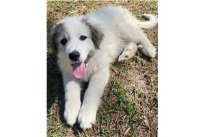 Layla - Great Pyrenees for sale