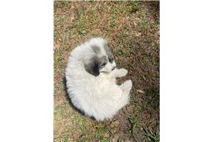 Logan - Great Pyrenees for sale