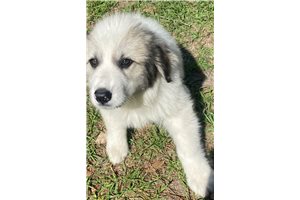 Liam - Great Pyrenees for sale