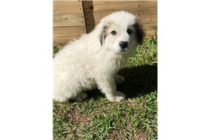 Landon - Great Pyrenees for sale