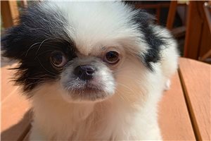 Pippa - Japanese Chin for sale