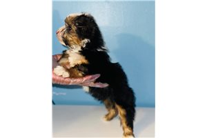Taquito - Yorkshire Terrier - Yorkie for sale