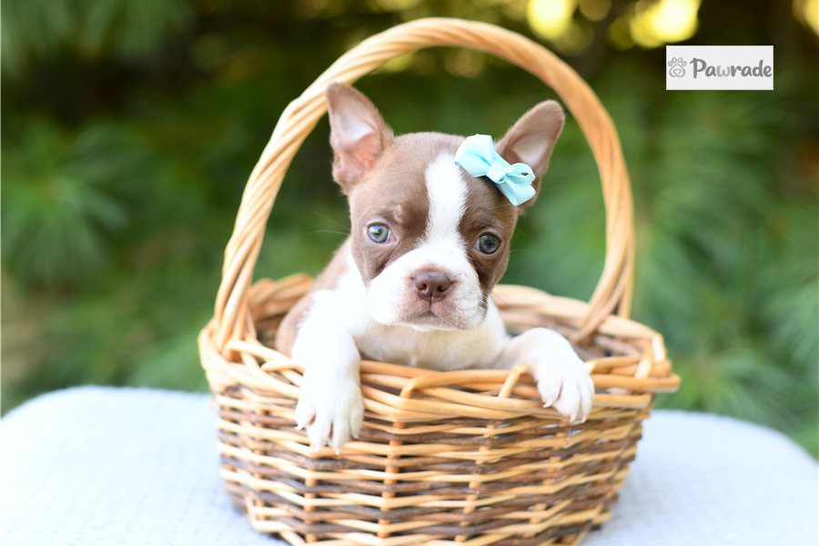 Tizzy - Boston Terrier for sale