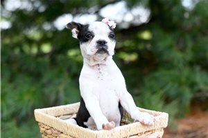 Omega - Boston Terrier for sale