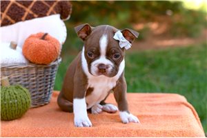 Mabel - puppy for sale