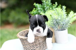 Kaelyn - Boston Terrier for sale