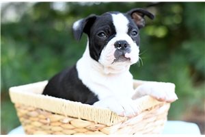 Omar - Boston Terrier for sale