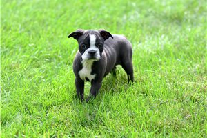 Tink - Boston Terrier for sale