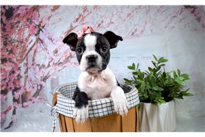 Jynx - Boston Terrier for sale