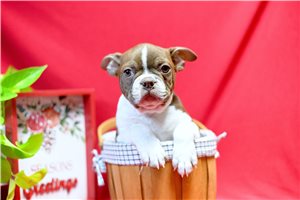 Mark - Boston Terrier for sale