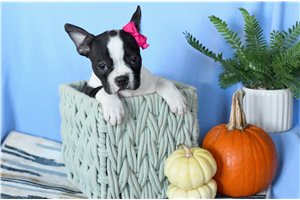 Paisley - Boston Terrier for sale