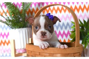 Ocean - puppy for sale