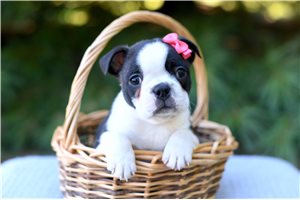 Toto - puppy for sale