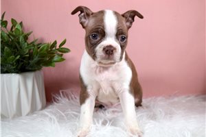 Johnny - puppy for sale
