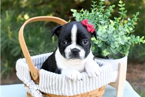 Bindi - puppy for sale