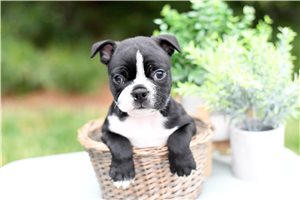 Kado - Boston Terrier for sale