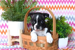 Otis - Boston Terrier for sale