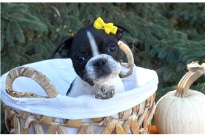 Magda - puppy for sale