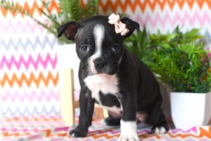 Opalite - puppy for sale