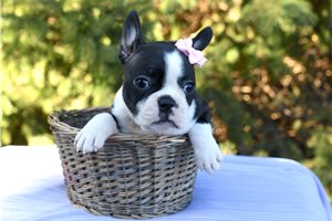 Opal - puppy for sale