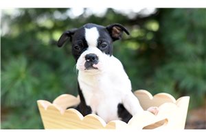 Omar - Boston Terrier for sale