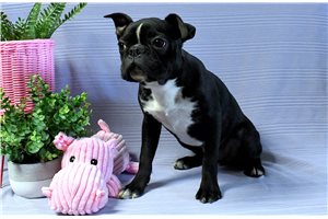 Madeline - Boston Terrier for sale