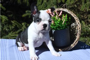Olive - puppy for sale