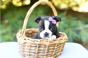 Tink - Boston Terrier for sale