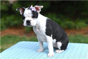Omega - Boston Terrier for sale