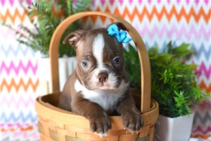 Odessa - Boston Terrier for sale