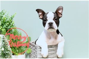Paddy - Boston Terrier for sale
