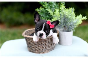 Kadee - Boston Terrier for sale