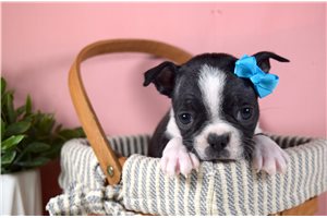 Jessica - Boston Terrier for sale