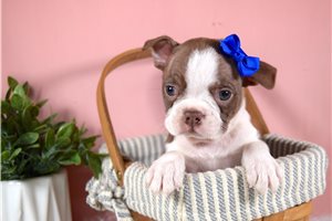 Jillian - Boston Terrier for sale