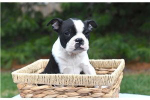 Omar - Boston Terrier for sale