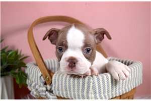 Jackson - Boston Terrier for sale