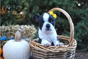 Peridot - puppy for sale