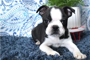 Oscar - Boston Terrier for sale