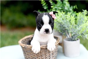 Kaia - Boston Terrier for sale