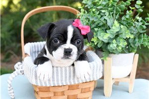 Bimini - puppy for sale