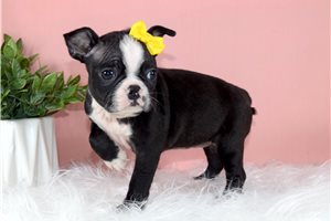 Jules - Boston Terrier for sale